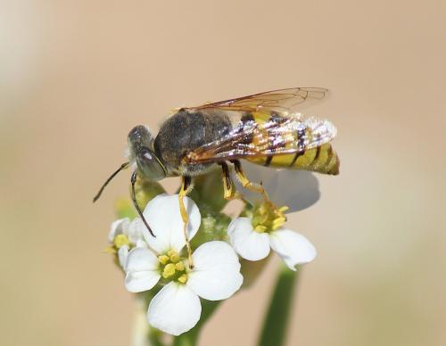 Bembix flavescens